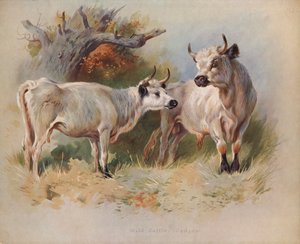 野生の牛、カドフ 作： Archibald Thorburn